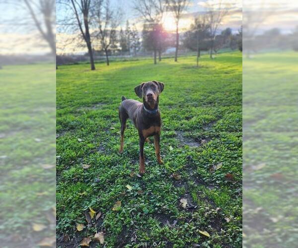 Medium Photo #5 Doberman Pinscher Puppy For Sale in Parlier, CA, USA