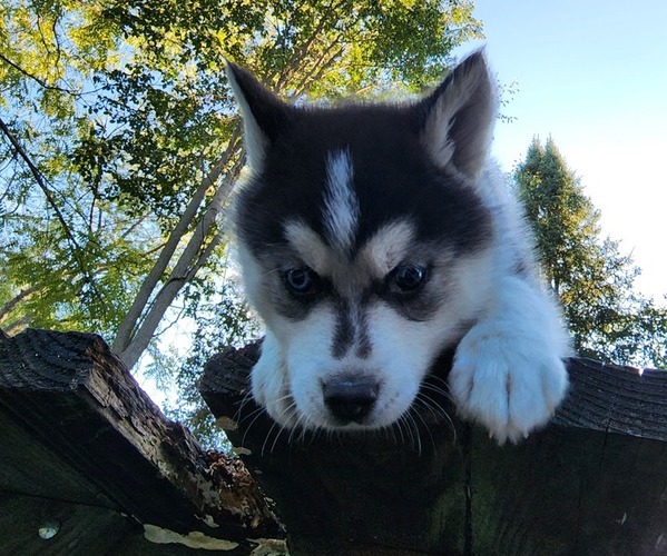 Medium Photo #1 Siberian Husky Puppy For Sale in ALPENA, MI, USA