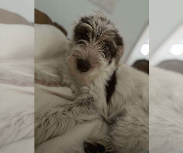 Medium Photo #3 Mutt Puppy For Sale in Grafton, WI, USA