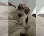 Small #2 Mutt