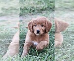 Small Photo #7 Goldendoodle (Miniature) Puppy For Sale in SYRACUSE, IN, USA