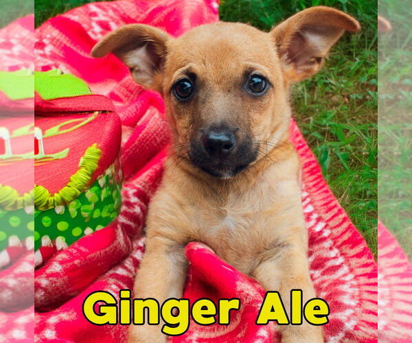 Medium Photo #5 Dachshund-Unknown Mix Puppy For Sale in San Antonio, TX, USA