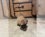 Small Photo #8 Mastiff Puppy For Sale in CALDWELL, ID, USA