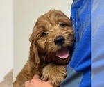 Puppy Puppy 7 Goldendoodle (Miniature)