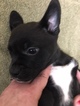 Small Photo #1 Australian Shepherd-French Bulldog Mix Puppy For Sale in WEST PLAINS, MO, USA