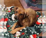 Small #1 Mutt