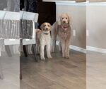 Small #7 Labradoodle