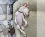 Small #1 Boxer