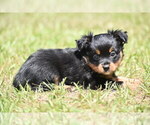 Small #7 Miniature American Shepherd