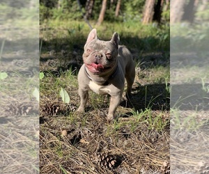 Father of the French Bulldog puppies born on 05/27/2019