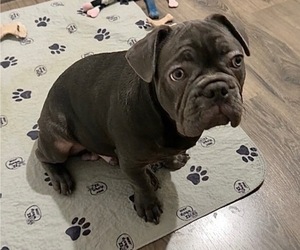 French Bulldog Puppy for sale in VALRICO, FL, USA