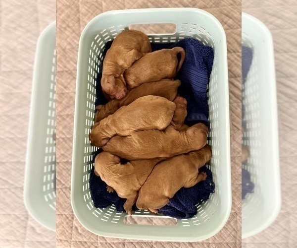 Medium Photo #13 Goldendoodle Puppy For Sale in ABILENE, TX, USA