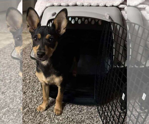 Medium Photo #1 Mutt Puppy For Sale in Visalia, CA, USA