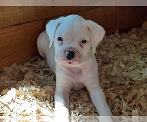 Boxer Puppy for sale in SEFFNER, FL, USA
