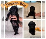 Puppy Rocket Goldendoodle