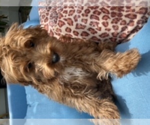 Golden Retriever-Poodle (Toy) Mix Puppy for sale in NEWPORT BEACH, CA, USA