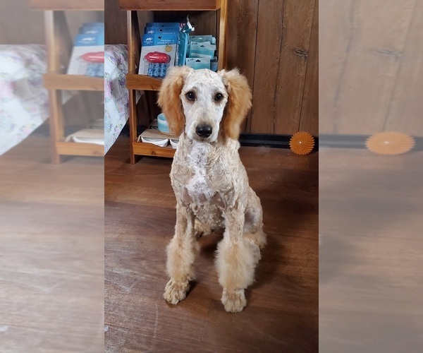 Medium Photo #3 Poodle (Standard) Puppy For Sale in COLORADO SPRINGS, CO, USA