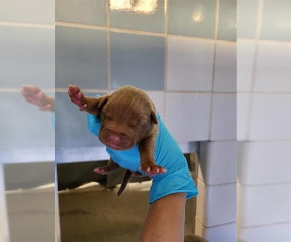 Medium Photo #1 American Staffordshire Terrier Puppy For Sale in San Antonio, TX, USA