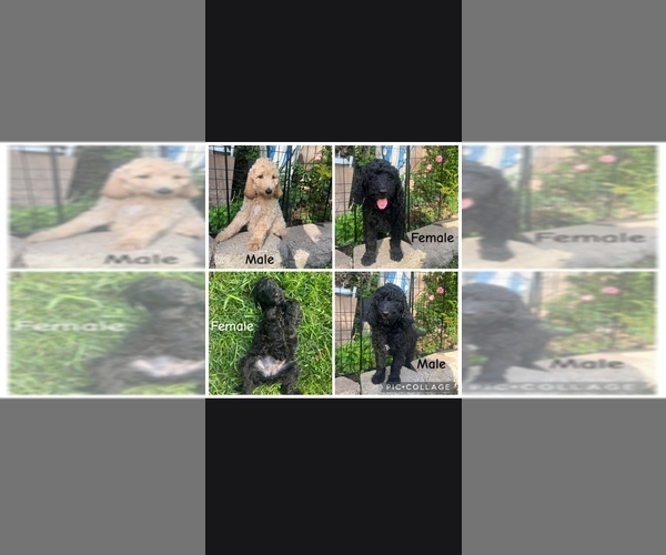 Medium Photo #5 Poodle (Standard) Puppy For Sale in SPRING, TX, USA