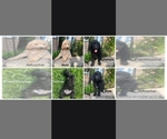 Small #4 Poodle (Standard)