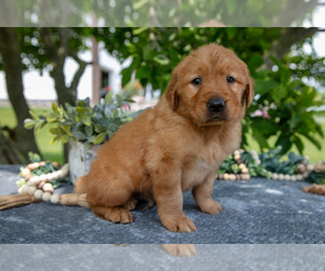 Golden Retriever Litter for sale in WOLCOTTVILLE, IN, USA
