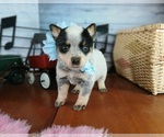 Image preview for Ad Listing. Nickname: Blue heeler