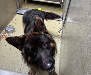 German Shepherd Dog Dogs for adoption in Rancho Cucamonga, CA, USA