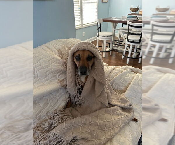 Medium Photo #3 Mutt Puppy For Sale in Oakhurst, NJ, USA