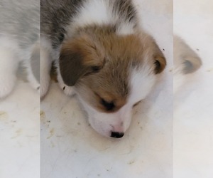 Pembroke Welsh Corgi Puppy for sale in SANTA ROSA, CA, USA