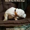 Small Photo #229 Dogo Argentino Puppy For Sale in JANE, MO, USA