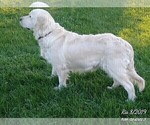Small Photo #1 English Cream Golden Retriever Puppy For Sale in FOWLERVILLE, MI, USA
