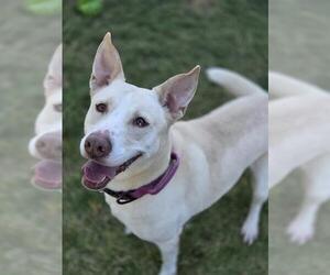 Labrador Retriever Dogs for adoption in Temple, TX, USA