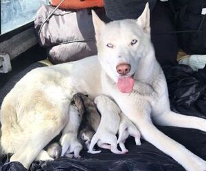 Mother of the Alusky puppies born on 04/09/2021