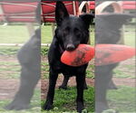 Small German Shepherd Dog