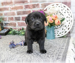 Small #4 Labrador Retriever