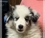 Small Photo #2 Shetland Sheepdog Puppy For Sale in FORT MORGAN, CO, USA