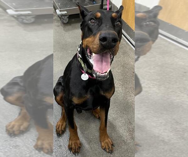 Medium Photo #1 Doberman Pinscher Puppy For Sale in Forestville, MD, USA