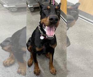 Doberman Pinscher Dogs for adoption in Forestville, MD, USA