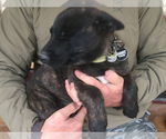 Small Photo #1 Belgian Malinois-Dutch Shepherd Dog Mix Puppy For Sale in SALADO, TX, USA