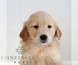 Golden Retriever Puppy for sale in NEWPORT, PA, USA