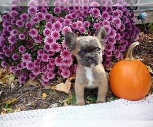 French Bulldog Puppy for Sale in CLAREMORE, Oklahoma USA