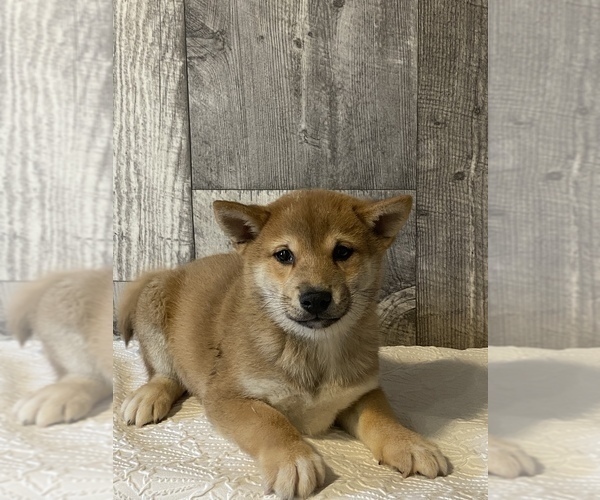 Medium Photo #3 Shiba Inu Puppy For Sale in CANOGA, NY, USA