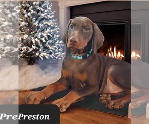 Doberman Pinscher Puppy for sale in POMEROY, OH, USA