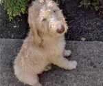 Small Photo #5 Poodle (Standard) Puppy For Sale in AND, SC, USA