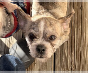ShiChi Dogs for adoption in Wheaton, IL, USA