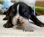 Small Photo #4 Olde English Bulldogge Puppy For Sale in SUNBURY, NC, USA