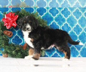 Bernedoodle Puppy for sale in APPLE CREEK, OH, USA