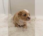 Small Photo #4 YorkiePoo Puppy For Sale in ROCK HILL, SC, USA