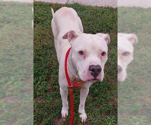 American Bulldog Dogs for adoption in Fort Lauderdale, FL, USA
