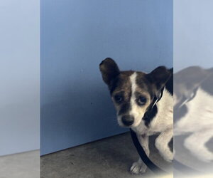 Chihuahua Dogs for adoption in San Bernardino, CA, USA
